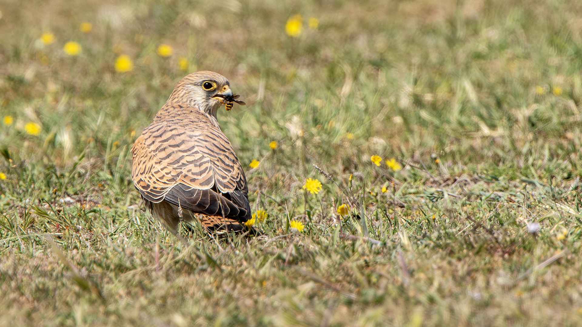 Eurasian Kestrel